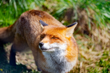 Naklejka na ściany i meble European Red Fox