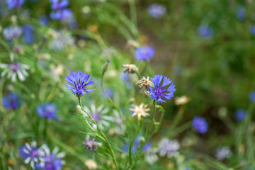 Blooming Cornflowers, Centaurea cyanus, in a field