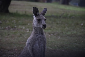 kangaroo