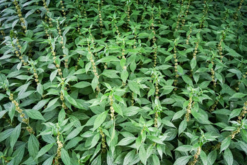 Full Frame Background of Fresh Small Green Plants