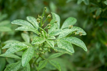 Green leaves of Choisya ternata rutaceae, Mexican orange