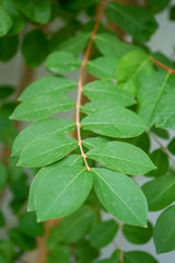 green leavews of lagerstroemia indica from the genus lythareae
