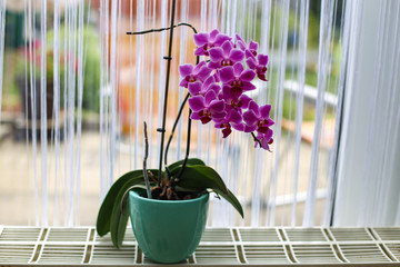 Beautiful purple orchid flowers