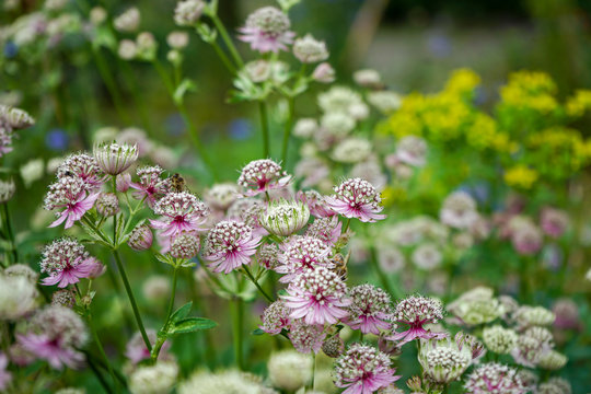 Great masterwort flowers,. Astrantia major, blooming in a garden