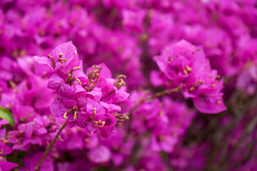 Lesser bougainvillea glabra nyctaginaceae, tropical flowers from rainforest, close-up view