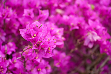 Lesser bougainvillea glabra nyctaginaceae, tropical flowers from rainforest, close-up view