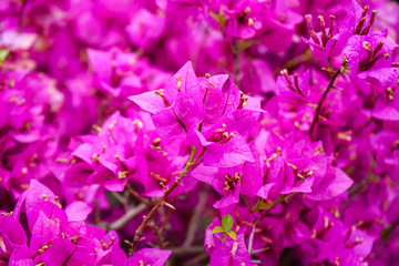 Lesser bougainvillea glabra nyctaginaceae, tropical flowers from rainforest, close-up view