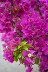 Lesser bougainvillea glabra nyctaginaceae, tropical flowers from rainforest, close-up view