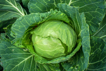 Obraz premium organic cabbage salad head, brassica olearaceae