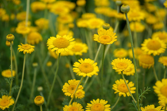 Marguerite Daisy Yellow Flower, Anthemis Tinctoria Kelwayi