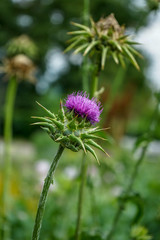 Pink flower bud blooming in field, Tussilago farfara