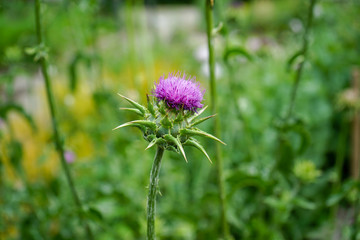 Pink flower bud blooming in field, Tussilago farfara