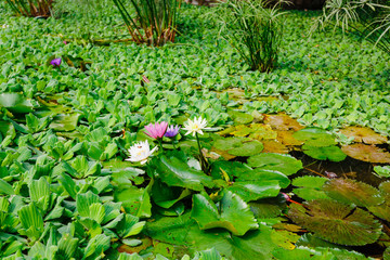 Flowers of water lilies of different colors adorn the pond. Pink, purple and white water lily.