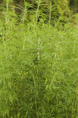 Leonurus sibiricus, commonly called honeyweed or Siberian motherwort, is an herbaceous plant species native to China, Mongolia, and Siberia.It is used as an alternative to marijuana