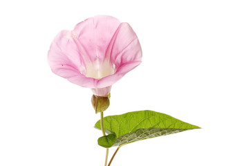 Bindweed flower and leaf
