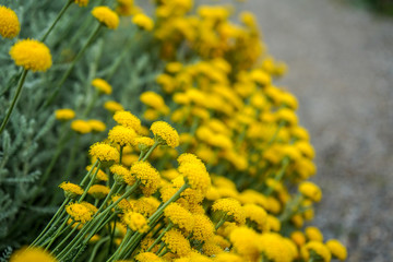 Santolina chamaecyparissus also known as Cotton lavender growing in garden