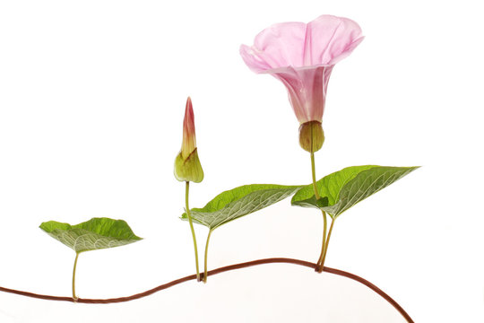 Bindweed Flower And Bud