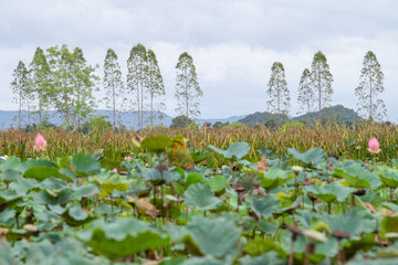 Mountain background with lotus garden foreground