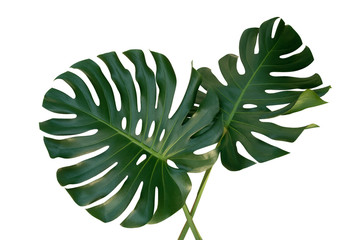 Monstera plant leaves, the tropical evergreen vine isolated on white background, clipping path included