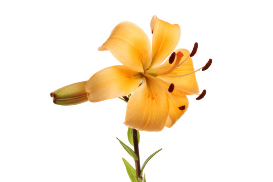 Asiatic Lilly Flower