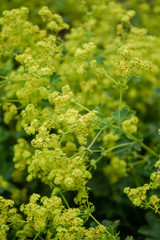 Naklejka premium yellow lion's foot flowers or ladies-mantle, alchemilla xanthochlora