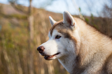 Profile portrait of serious and attentive dog breed siberian husky in the forest on a sunny day.