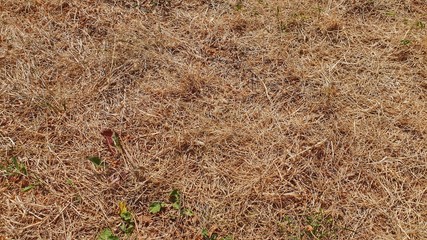 Dürre, Wassermangel - Rasen