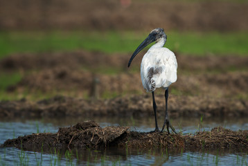 Black-headed Ibis - Threskiornis melanocephalus, beautiful white ibis from Sri Lankan swamps and lakes.