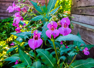 Beautiful lilac flowers of forest balsam in the middle of summer