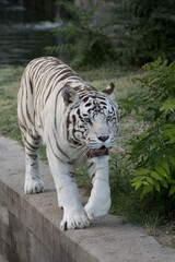 Fototapeta premium Tigrede bengala blanco macho