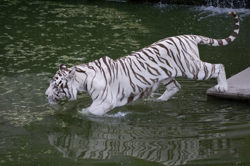 Fototapeta na wymiar Tigrede bengala blanco macho en el agua