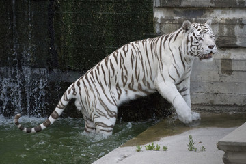 Tigrede bengala blanco macho en el agua