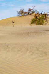 Mesquite Flat Sand Dunes in Death Valley National Park