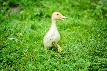 portrait of duckling walking along the grass