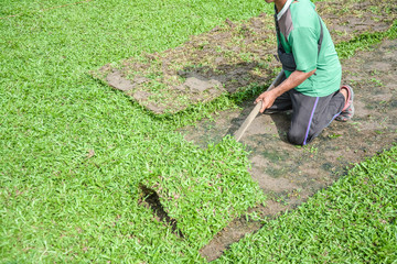 Harvesting sod or turf to be sold commercially
