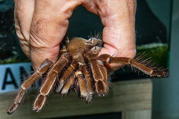 Tarantula in the Hand