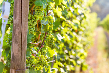 a vineyard in the summer