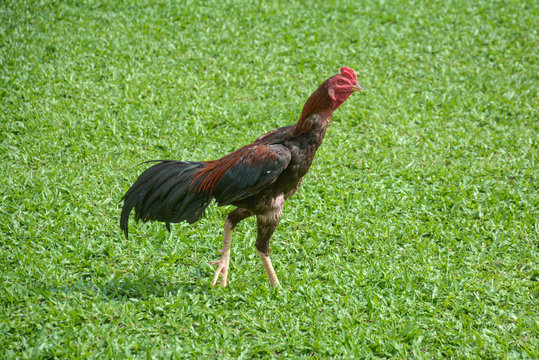 Thai fighting cock or Rooster chicken on green grass