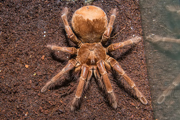 Tarantula living inside of a Terrarium 