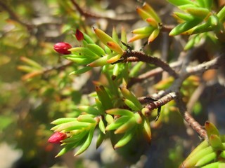 Gros plan de crassula sarcocaulis en été avec fleurs en bouton