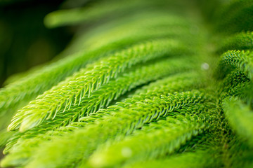 Fototapeta premium Leaves of pine trees on the summit