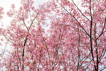 Wild Himalayan Cherry is very beautiful. Flowering only winter.