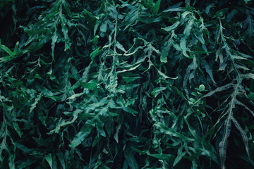 Beautiful nature background of vertical garden with tropical green leaf