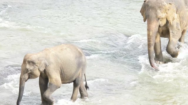 herd of elephants crosses the river
