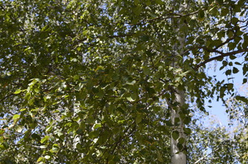 Birch leaves