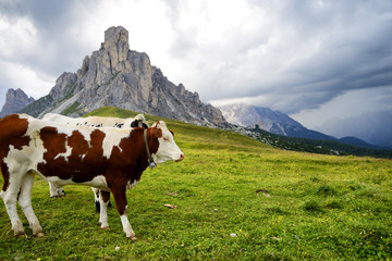 Fototapeta na wymiar Cows grazing in Dolomites Mountain Alps