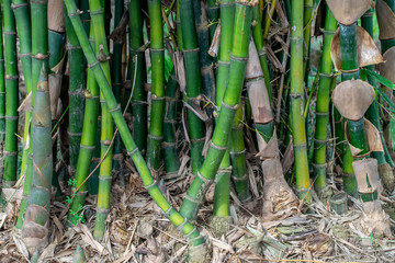 Bamboo in the forset