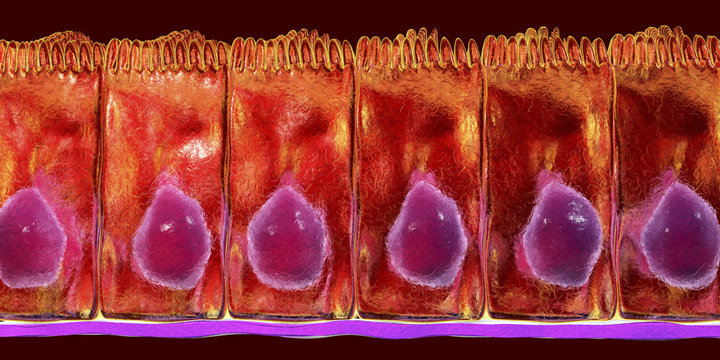 Simple columnar epithelium, 3D illustration. Histology background. Columnar epithelium is found in digestive system, uterus