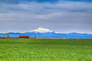 Green Field with red barn and view of Jefferson from Madras Oregon
