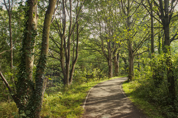 A photograph of a deserted footpath alongside a river surrounded by trees in the late afternoon